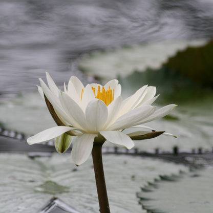 Ring - Koi Teich